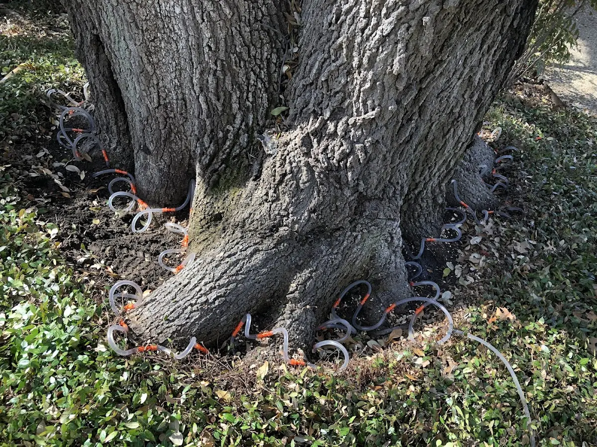 Detailed Tree Cabling and Bracing job site in State College